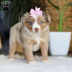 Juniper, Miniature Australian Shepherd Puppy